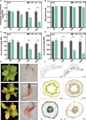 MbHY5-MbYSL7
mediates chlorophyll synthesis and iron transport under iron deficiency in Malus baccata